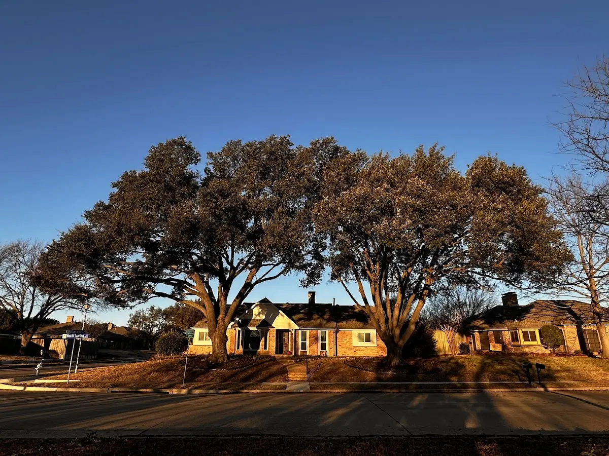 Established residential canopy tree shading a home in Eland