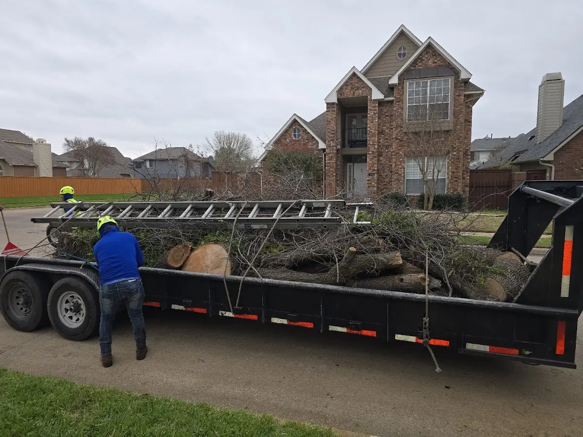 Expert Tree Removal with proper safety equipment in Eland